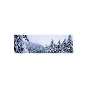 Weihnachten / Winter