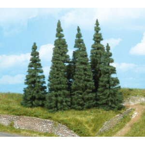 conifers