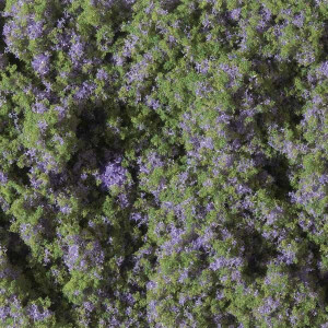 Auhagen 76931 Blumenmatte, violett, 15 x 9,5 cm