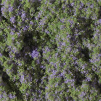 Auhagen 76931Tapis de fleursn lilas