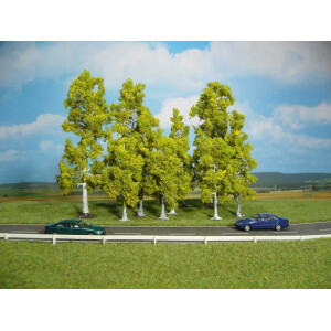 Heki 1322 10 Birken, 10-18 cm hoch, N-H0