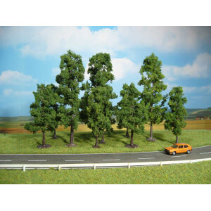 Heki 1323 10 Buchen, 10-18 cm hoch, N-H0