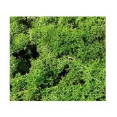 Heki 3210 Iceland moss, light green, 30 g