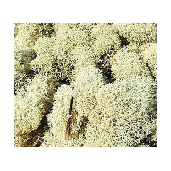 Heki 3212 Islandmoos, grau, 30 g