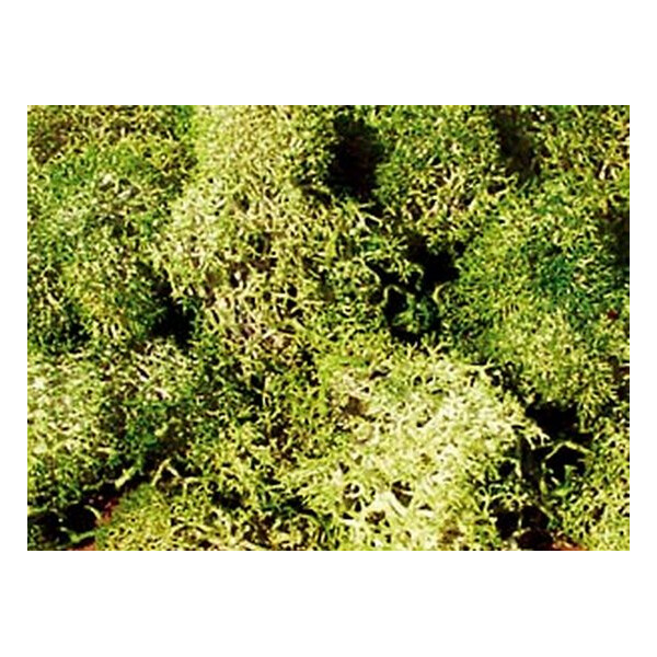 Heki 3217 Islandmoos, grau-grün, 30 g