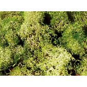 Heki 3217 Iceland moss, grey-green, 30 g