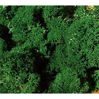 Heki 3220 Islandmoos, dunkelgrün, 75 g
