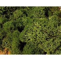 Heki 3234 Islandmoos, mittelgrün, 250 g