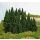 Heki 2190 100 fir trees to stick, 5-14 cm, Z-H0