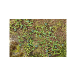Faller 181266 6 Wassermelonen, H0
