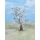 Heki 2107 1 winter tree, 17 cm high, TT-H0
