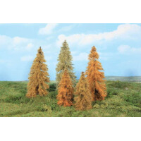 Heki 2179 5 autumnal larch trees, 14 - 18 cm